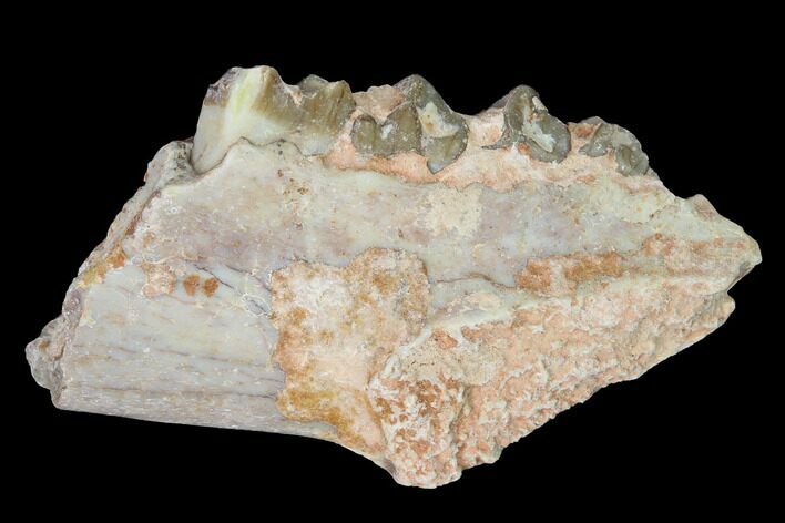 Oreodont (Merycoidodon) Jaw Section - South Dakota #140905